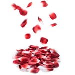 Bijoux Indiscrets Rose Petal Explosion - Ružové lupene